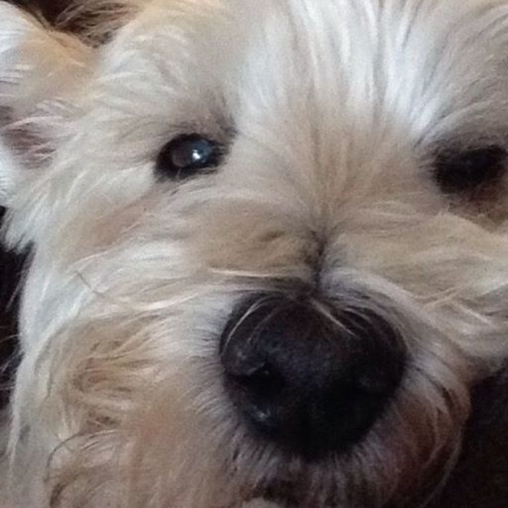 Meet your Posher, Kattie